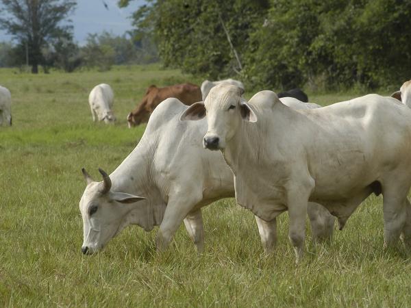 El 2012 fue primer año sin fiebre aftosa en la región andina