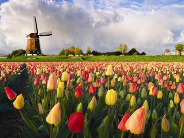 Tulipanes en Holanda