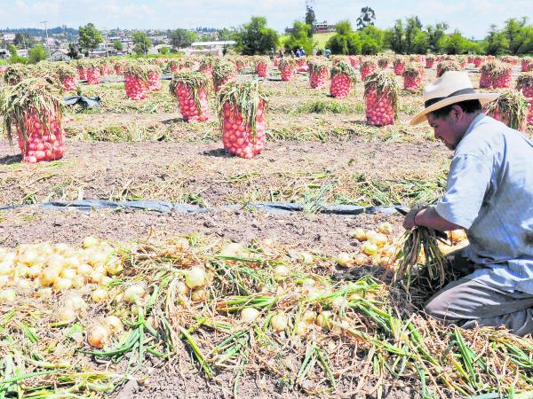 Campesino