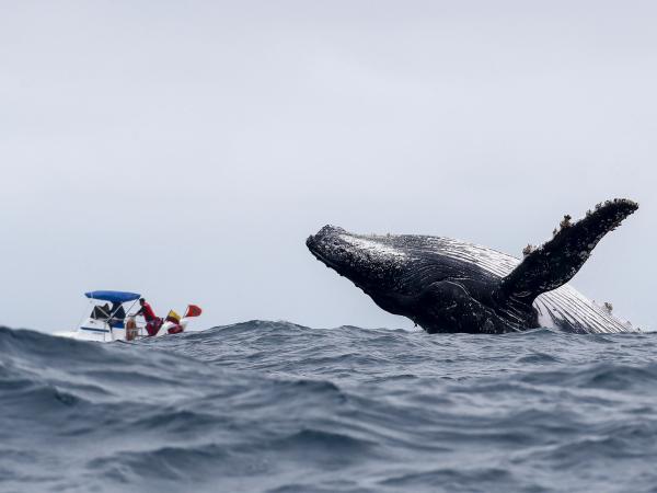 Ballena jorobada