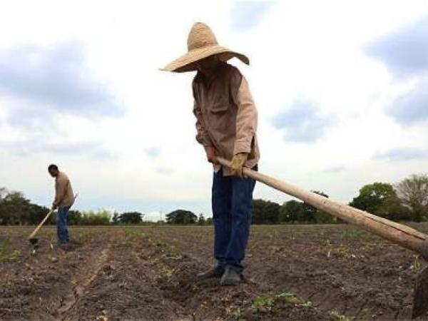 Campesinos