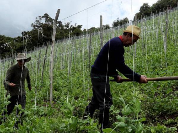 Agro colombiano