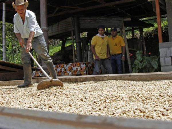 Cafeteros colombianos