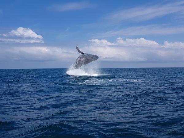 Ballenas