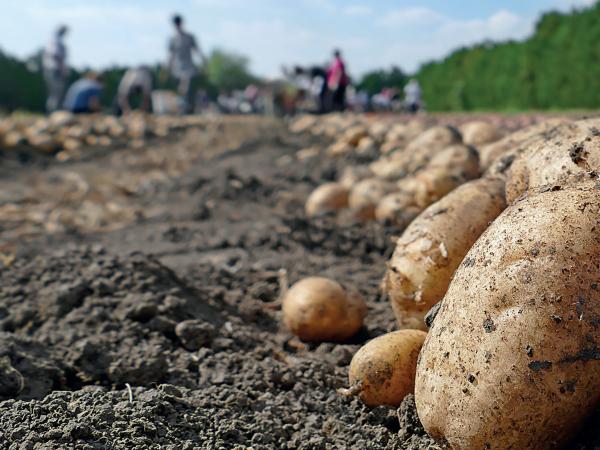 Agro en el mundo