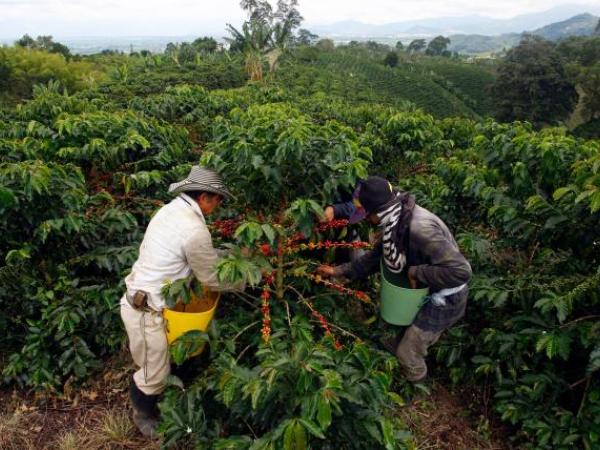 Cafeteros colombianos