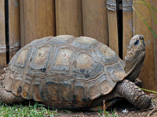 Animales en zoológicos de narcos