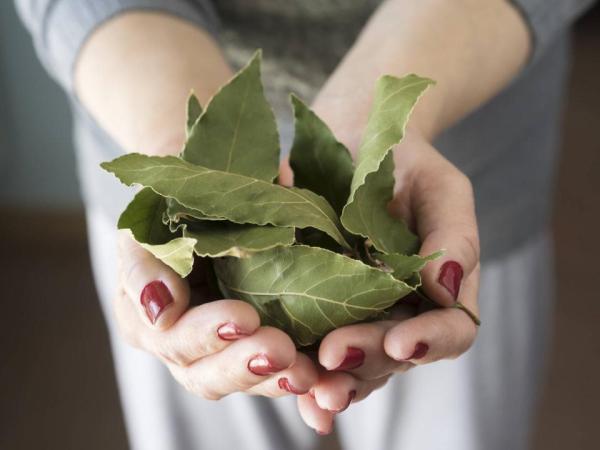 Hoja de laurel