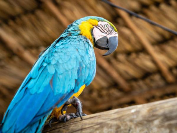 Guacamaya- Aves