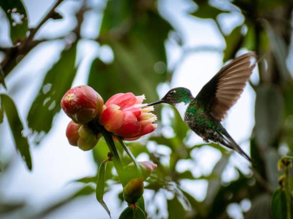 Biodiversidad