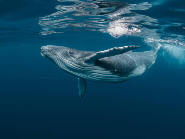 Ballenas