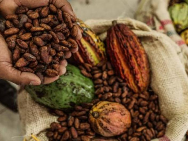 Cacao