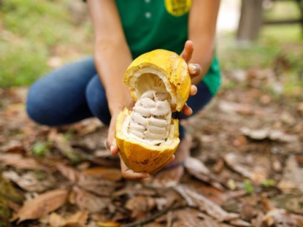 Cacao