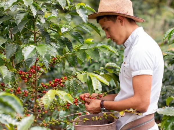 Cafeteros colombianos