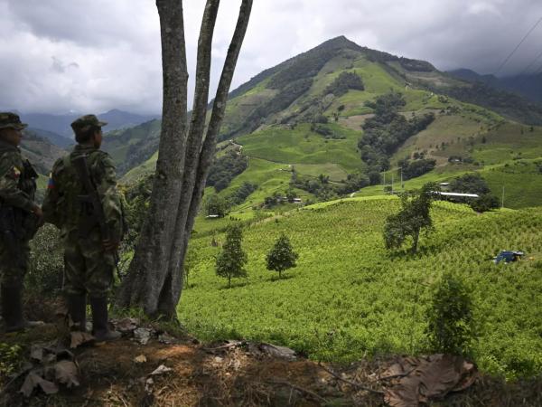 Miembros del frente Carlos Patiño de la guerrilla disidente de las FARC patrullan junto a cultivos de coca en el Cañón de Micay,