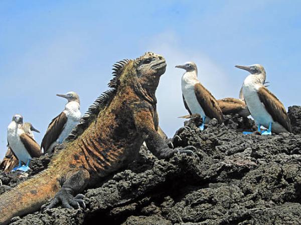 Galápagos