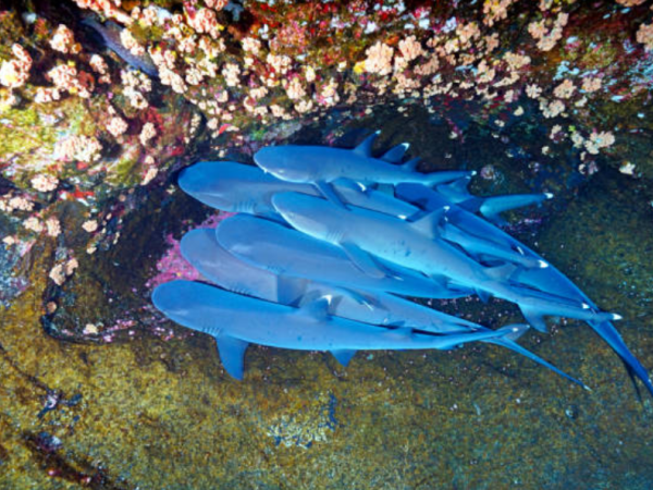 Tiburones blanco