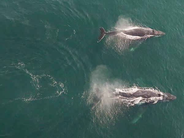 Ballenas jorobadas