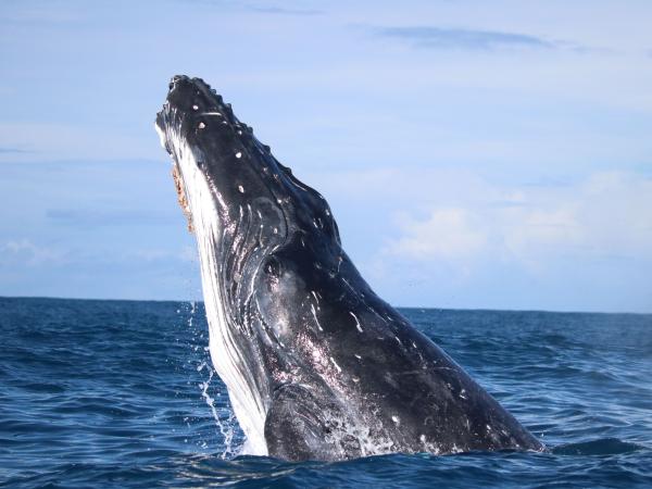 Ballenas jorobadas