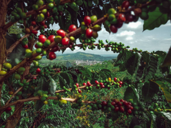 Café colombiano