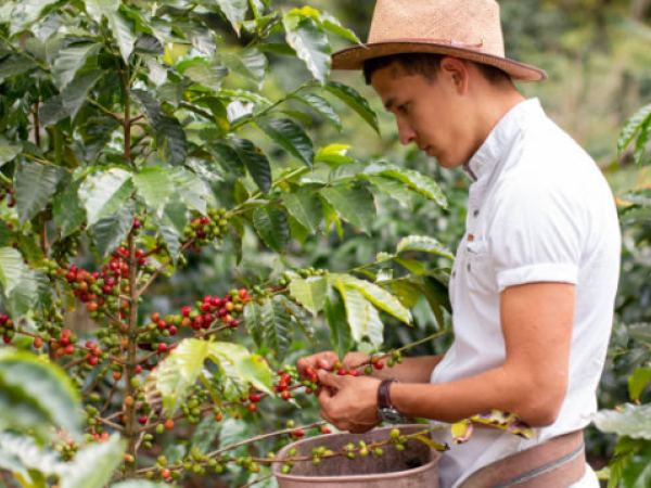 Café colombiano