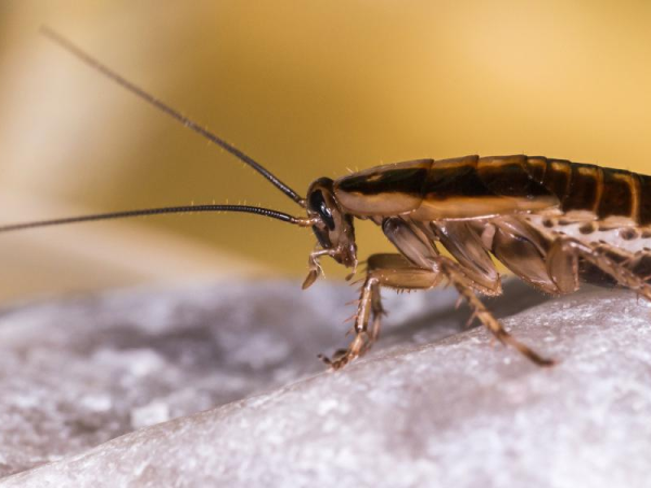 Cucaracha