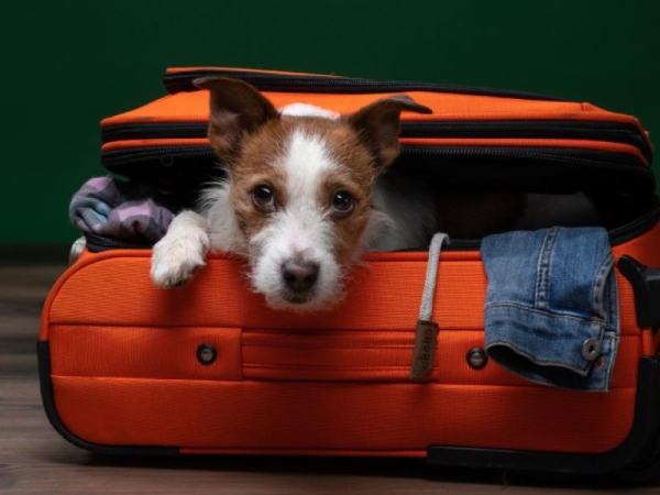 Viajar con mascotas