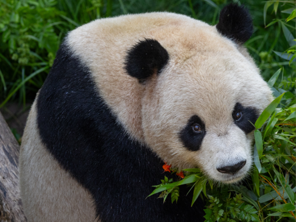 Pandas del zoológico de San Diego