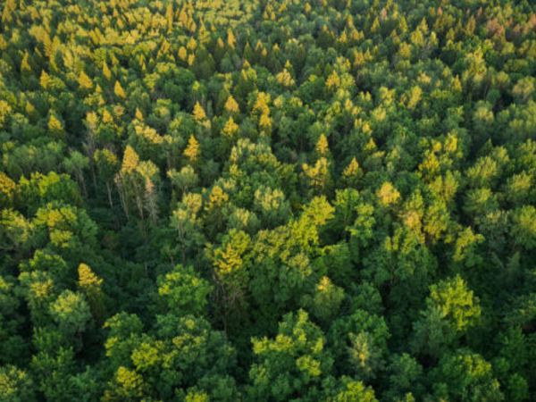 Economía forestal