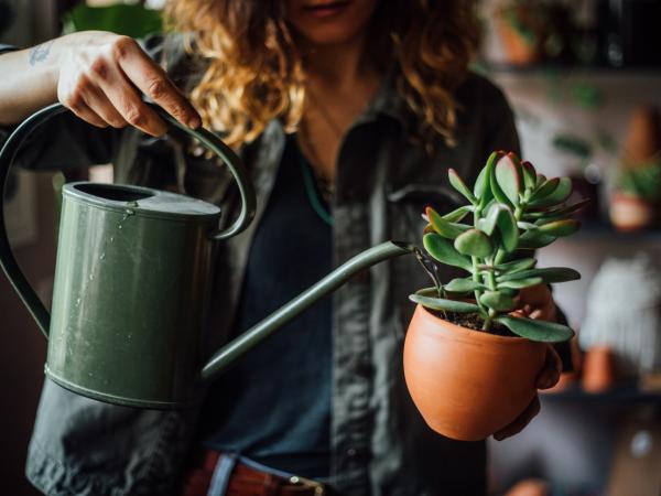 Regado de plantas