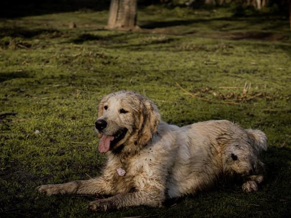 Perro sucio con lodo