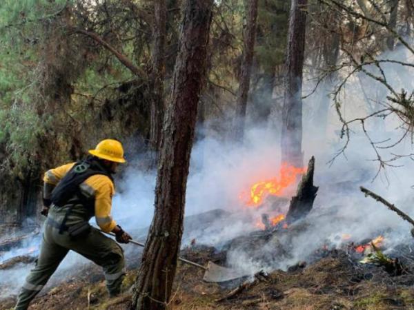 Incendio forestal