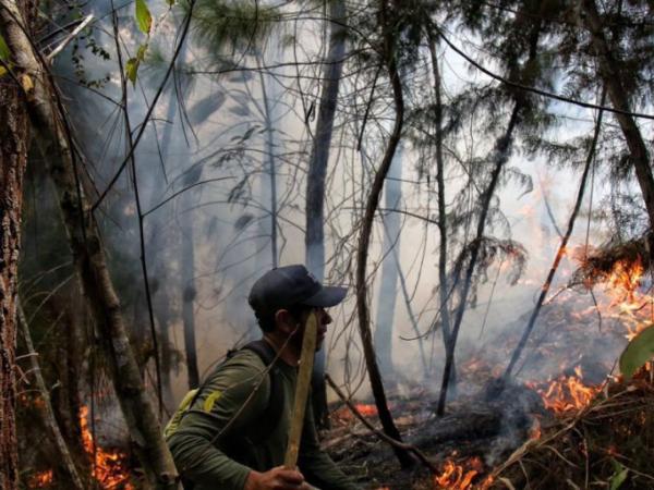 Incendio forestal