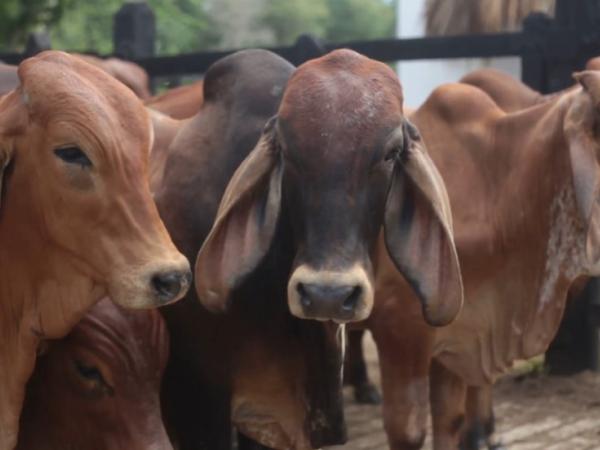 Exportación de carne bovina colombiana a Irán