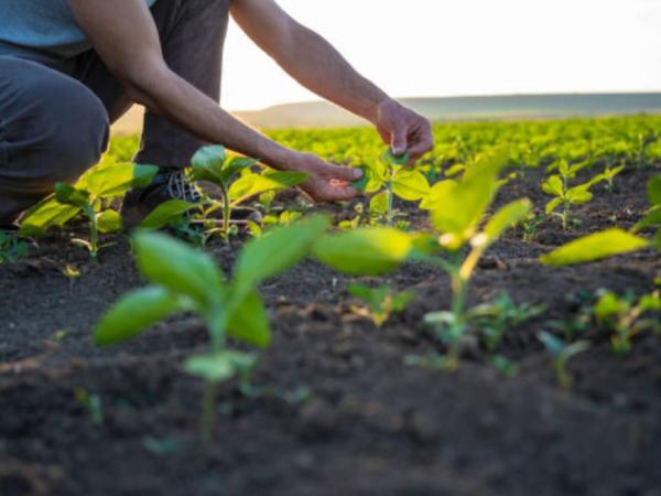 Agricultura