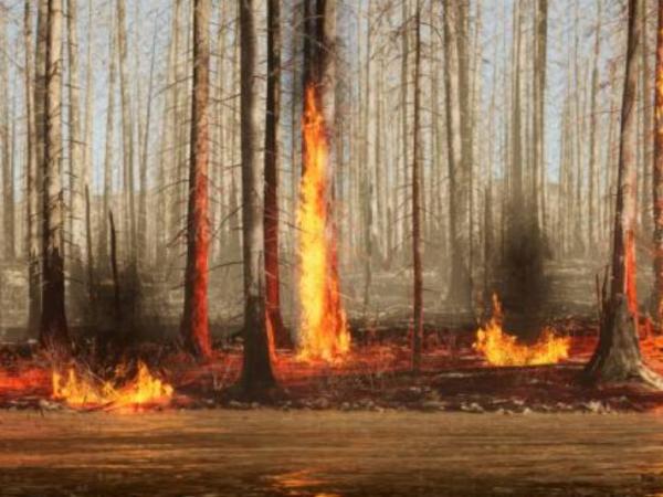 Incendios forestales