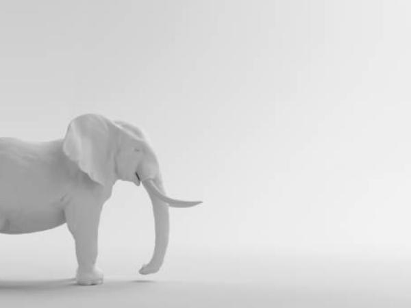 Elefante blanco