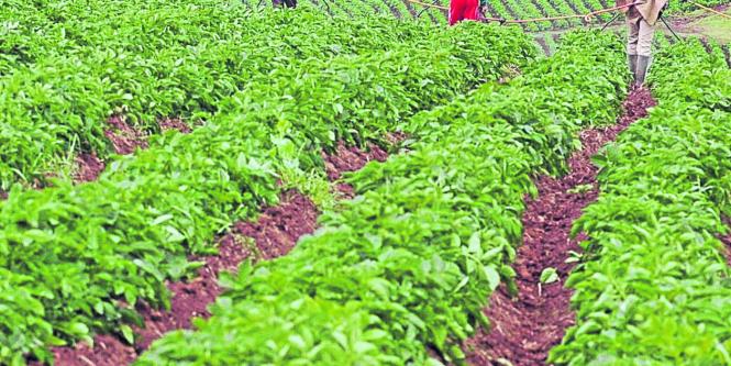 El 70 por ciento del agua de que dispone el planeta se emplea en la agricultura, 22 por ciento en la industria –particularmente