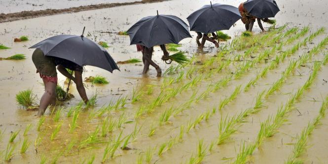 Trabajadores siembran plantas en un campo de arroz.