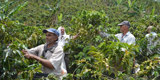 Café colombiano