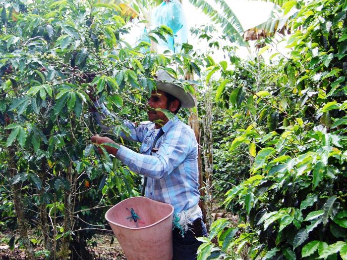 Producción de café en Colombia está cerca de lograr su meta