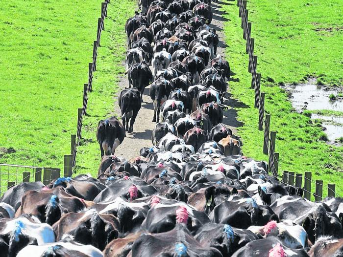 La ley prohíbe la venta y posesión de carne bovina en la región.