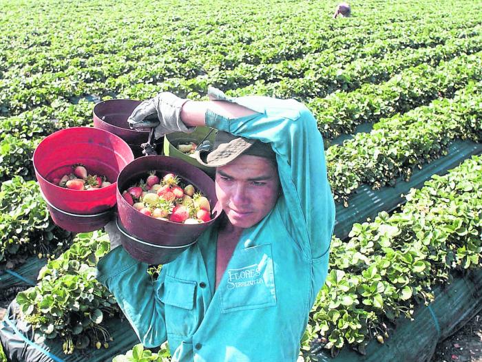 Mayor área disponible para cultivo en el campo aún es pasto