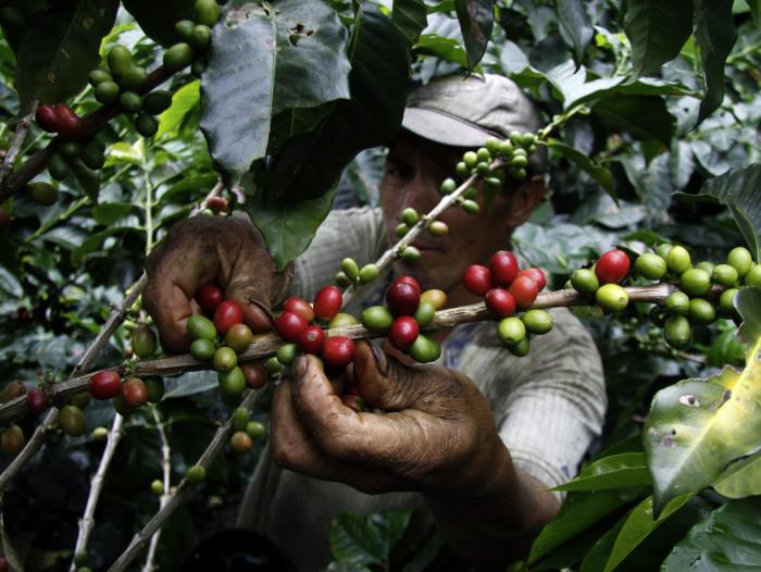 Colombia tiene cerca de 600.000 recolectores de café.