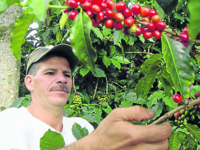 Una parte fundamental del descenso en las exportaciones de café se debe a una plaga de roya.