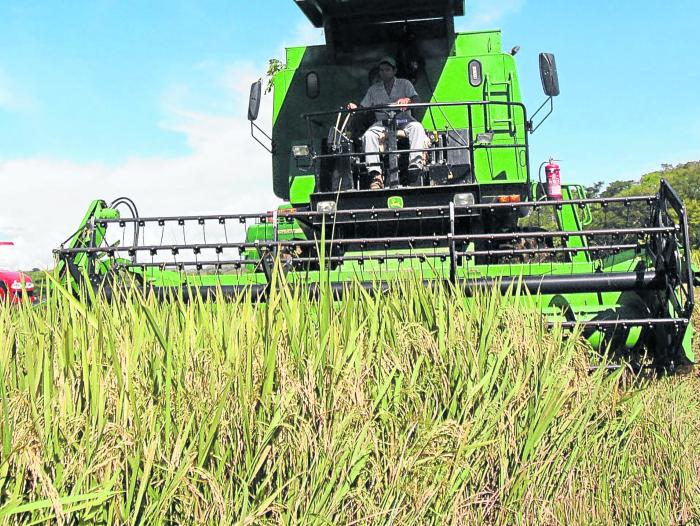 Cambiar las fechas de siembra de los cultivos de arroz puede mejorar el rendimiento, dice el Ciat.