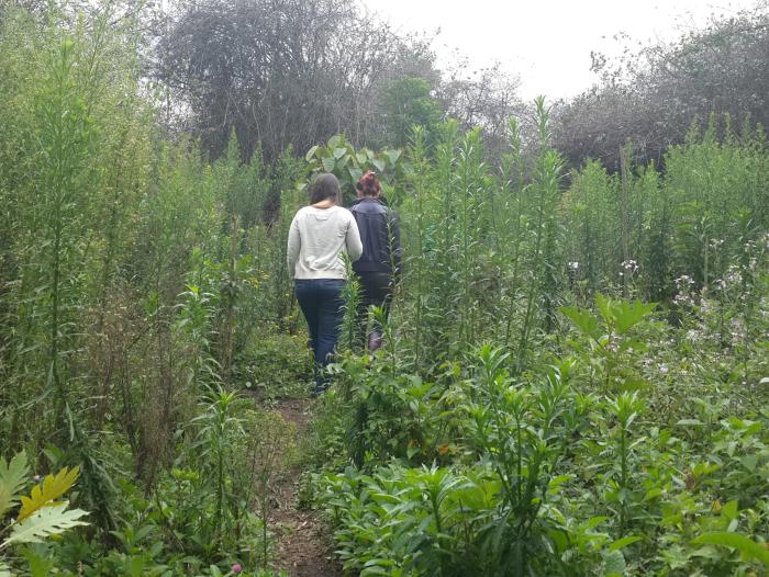 Subsidio CIF hizo crecer las áreas en reforestación