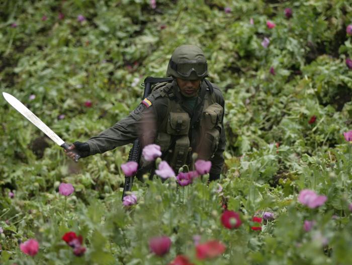 Colombia, es uno de los principales productores mundiales de cocaína.