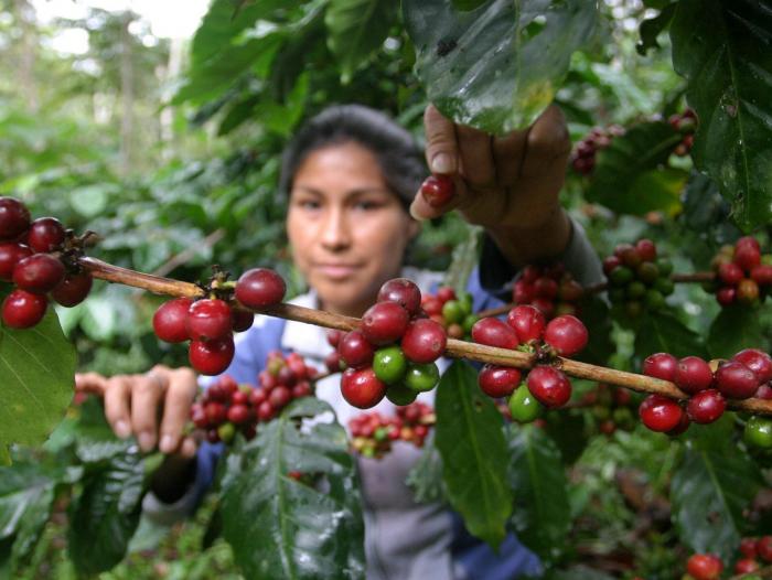 Durante el 2013 fueron renovadas 83.916 hectáreas de cafetales