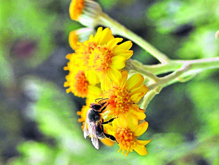 El trabajo de polinización de las abejas es fundamental para un enorme número de cultivos.